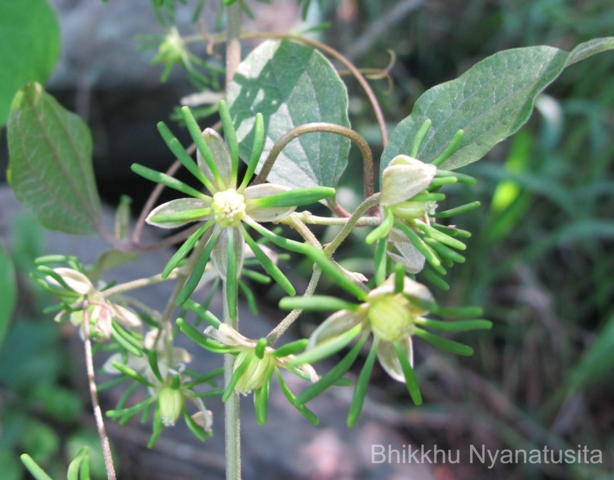 Clematis zeylanica (L.) Poir.